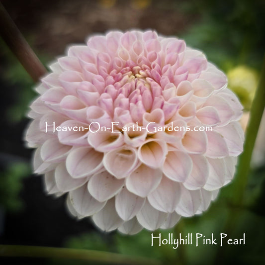 Hollyhill Pink Pearl