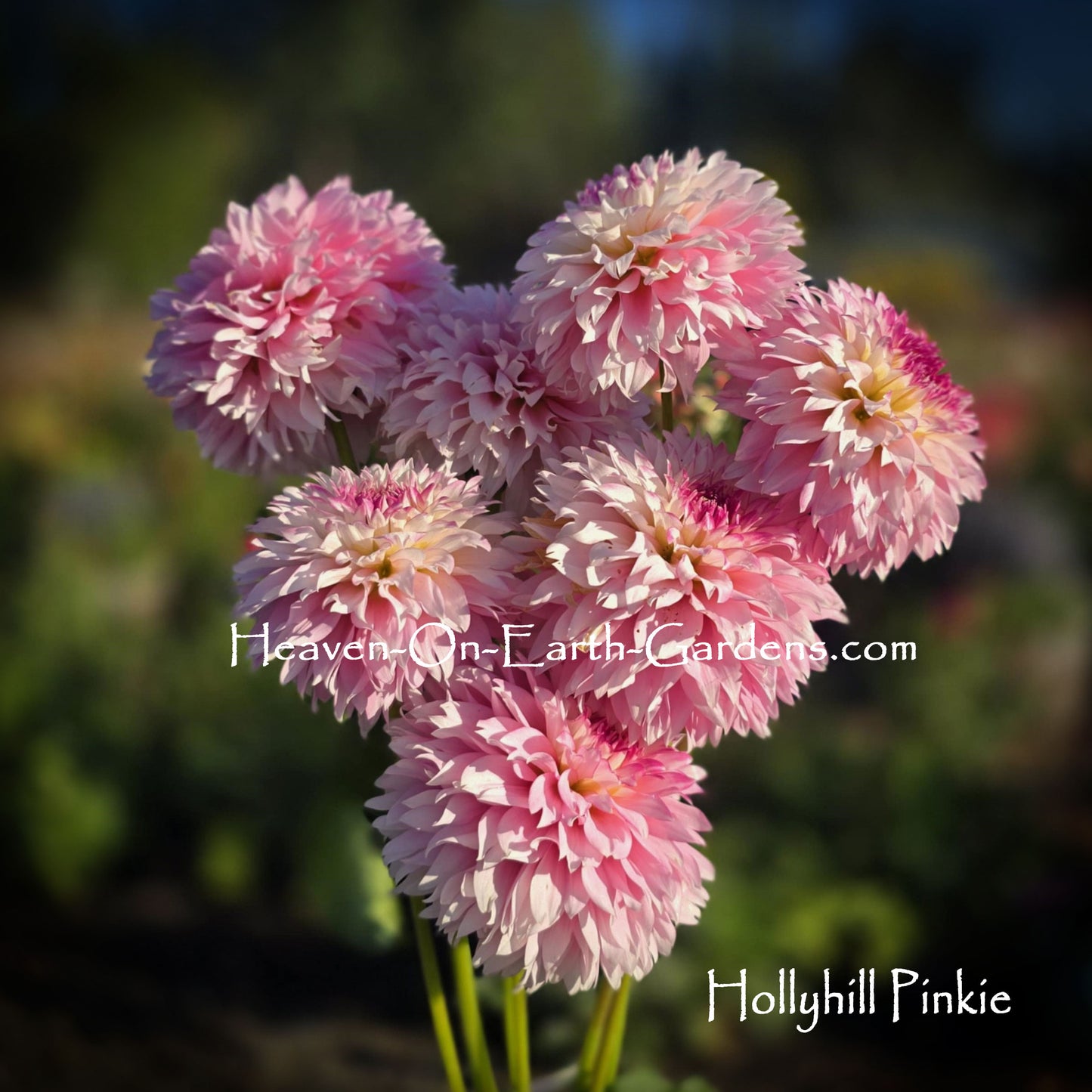 Hollyhill Pinkie