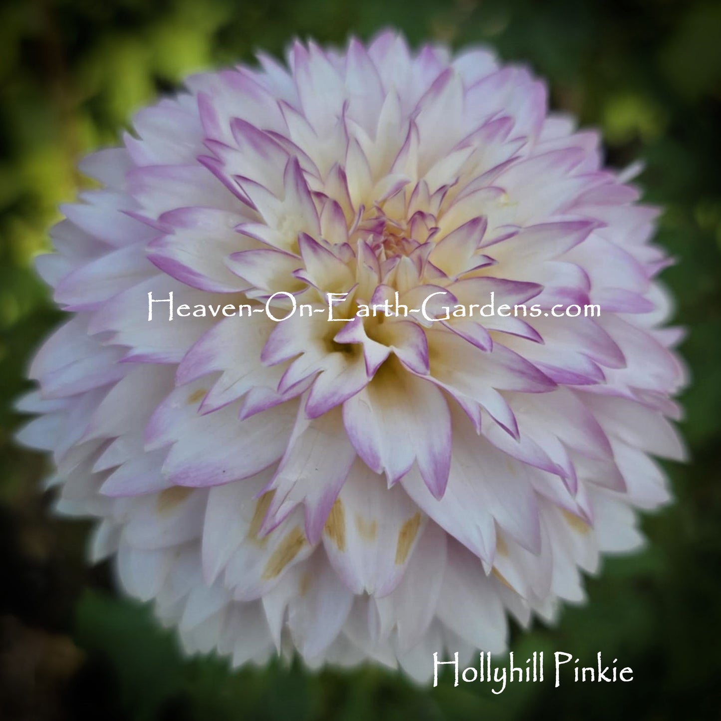 Hollyhill Pinkie