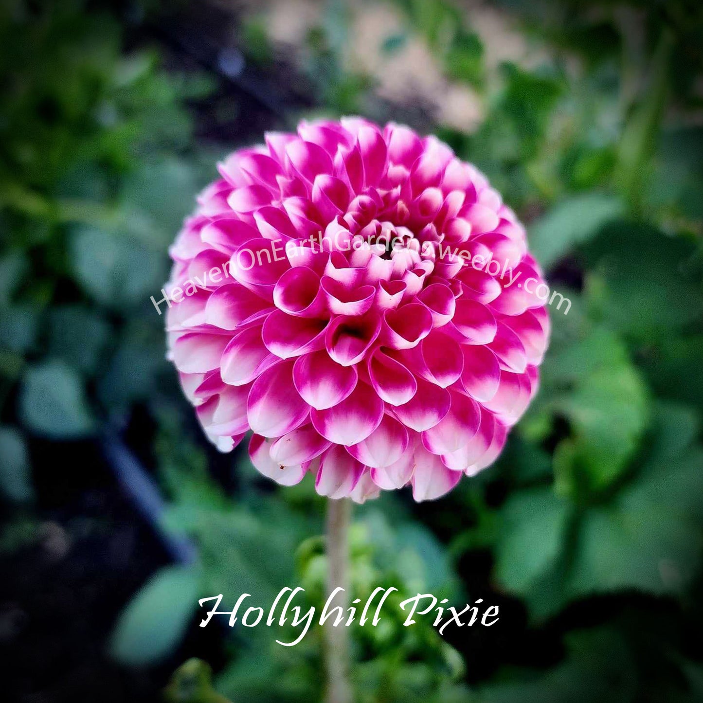 Hollyhill Pixie