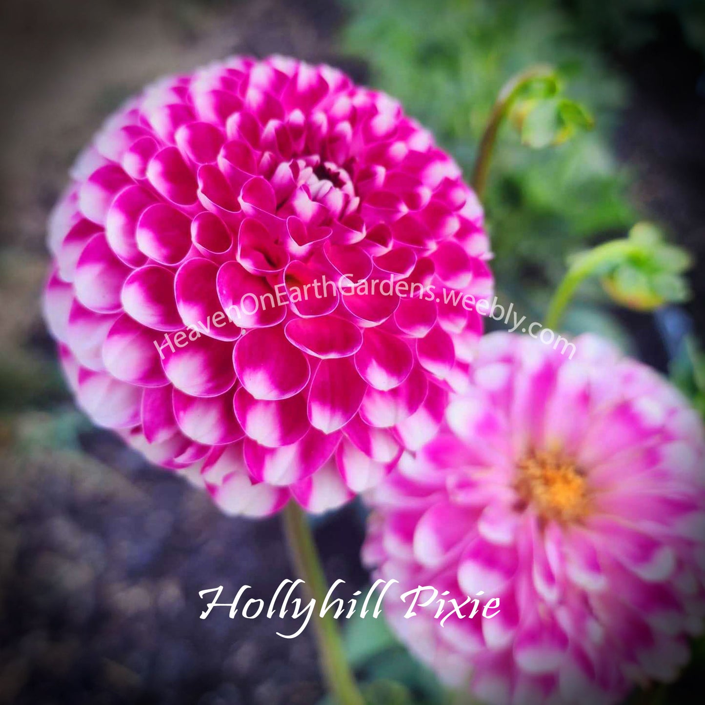 Hollyhill Pixie