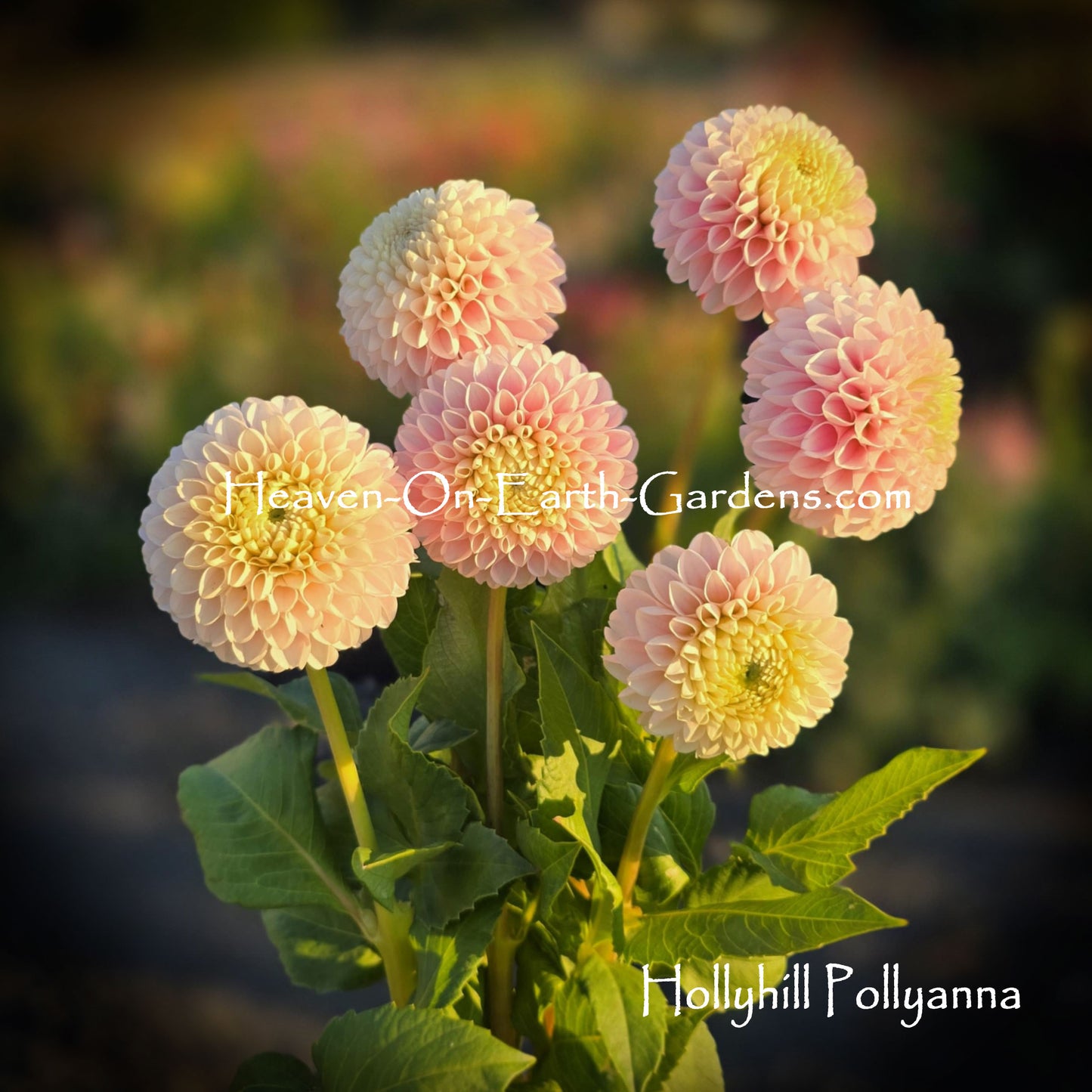Hollyhill Pollyanna