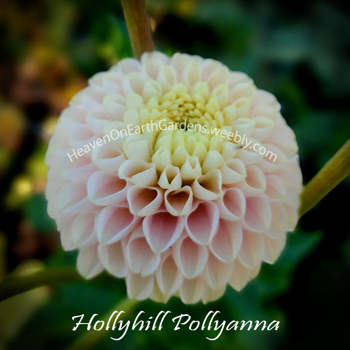 Hollyhill Pollyanna