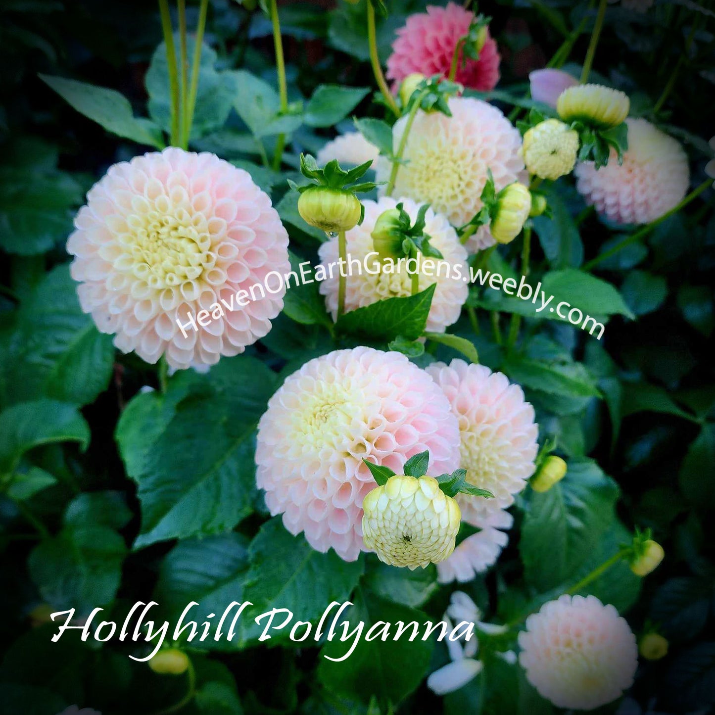 Hollyhill Pollyanna