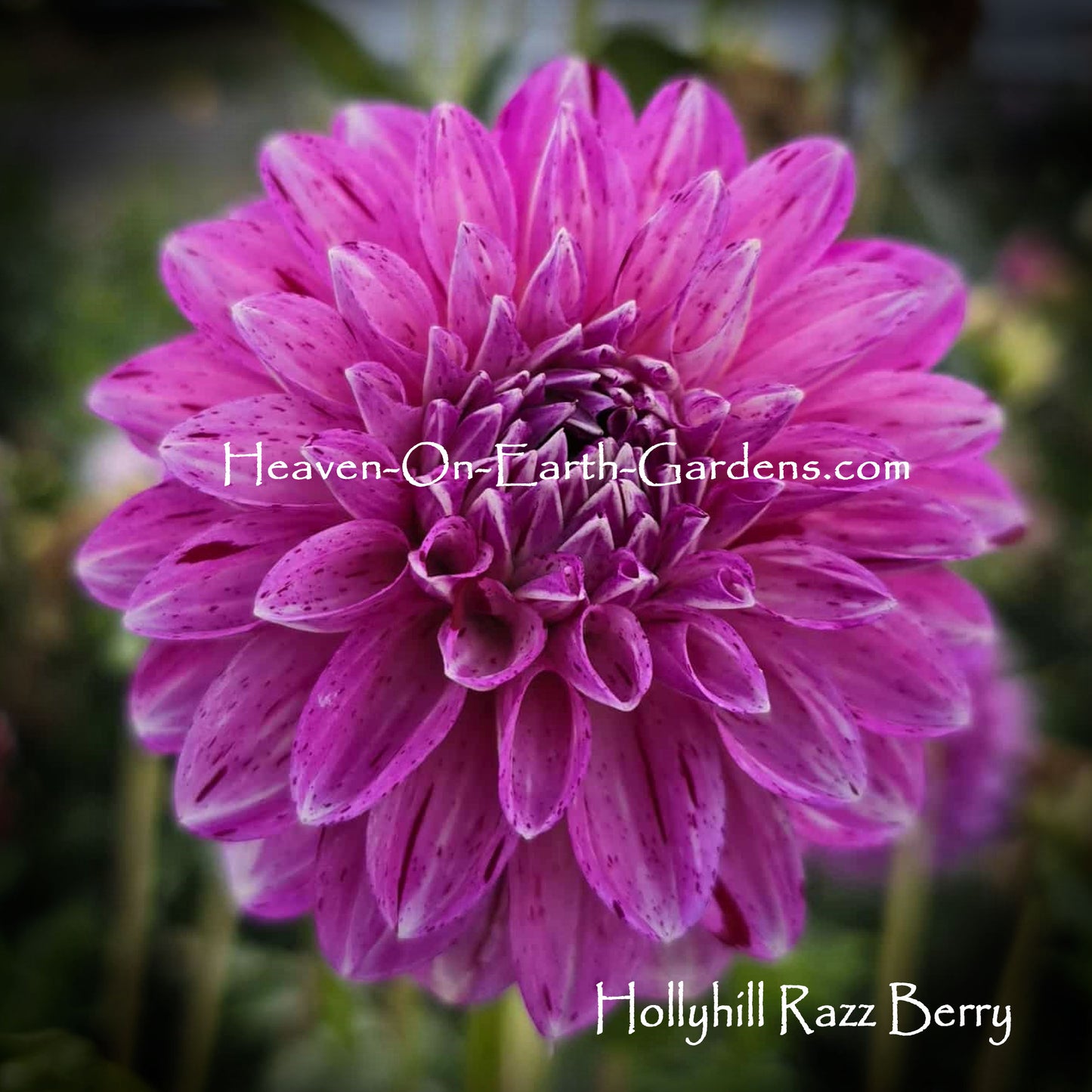 Hollyhill Razz Berry