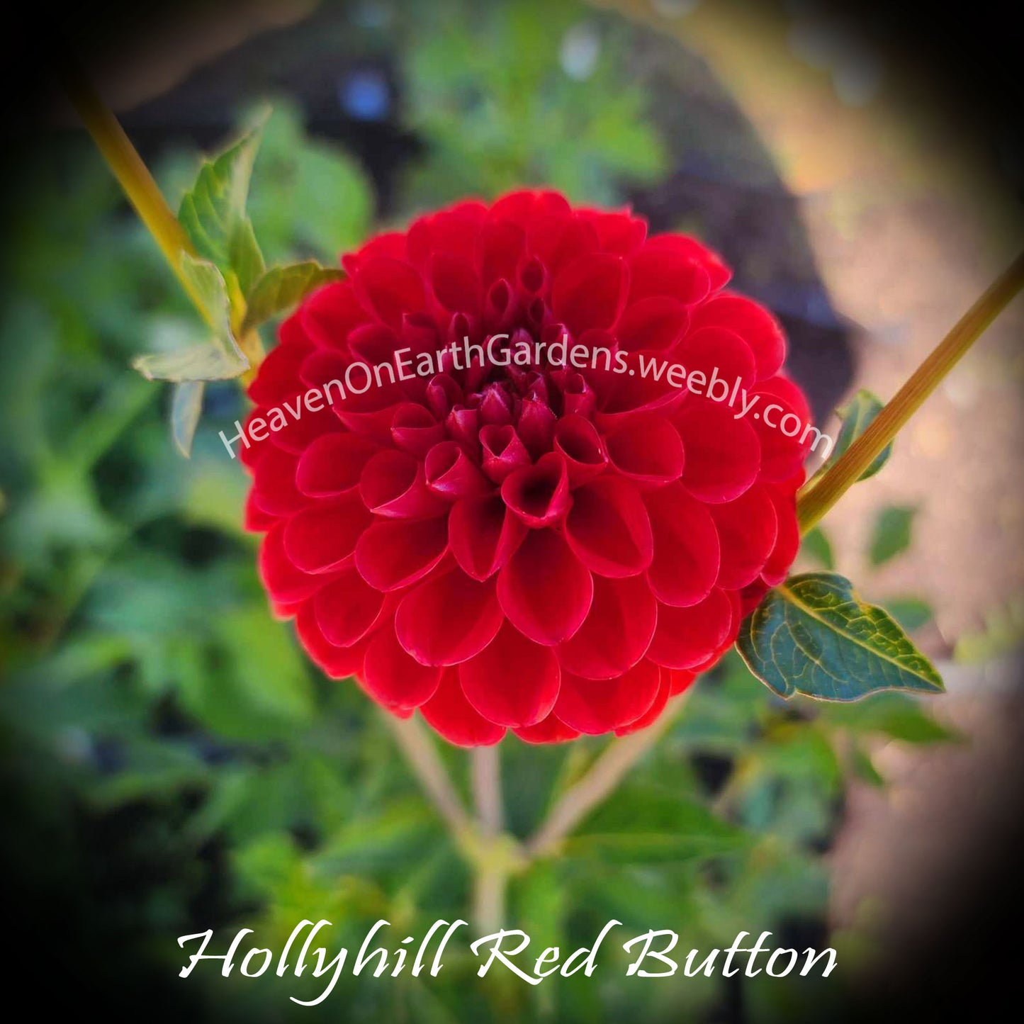 Hollyhill Red Button