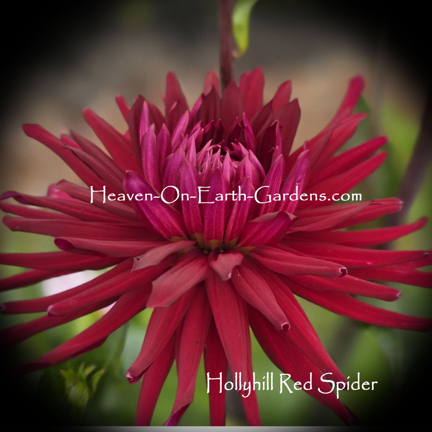 Hollyhill Red Spider