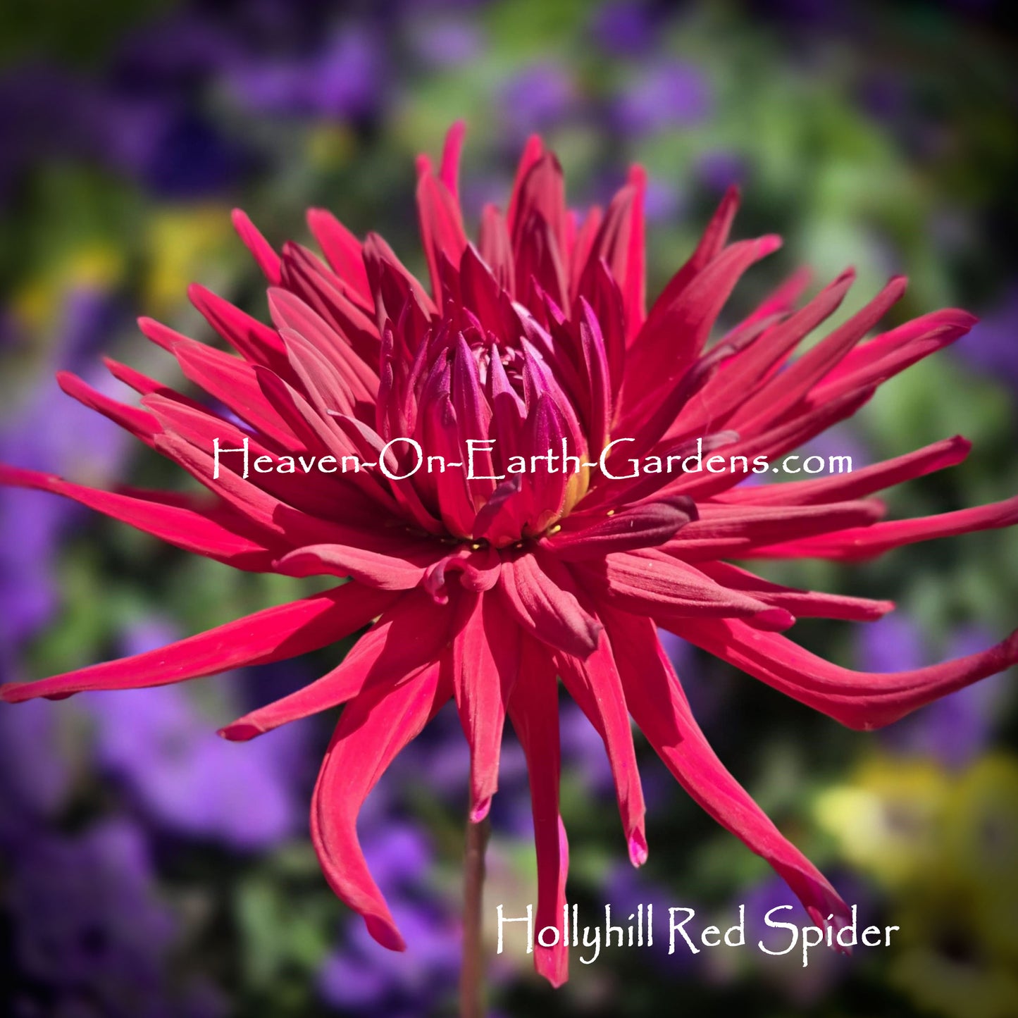 Hollyhill Red Spider