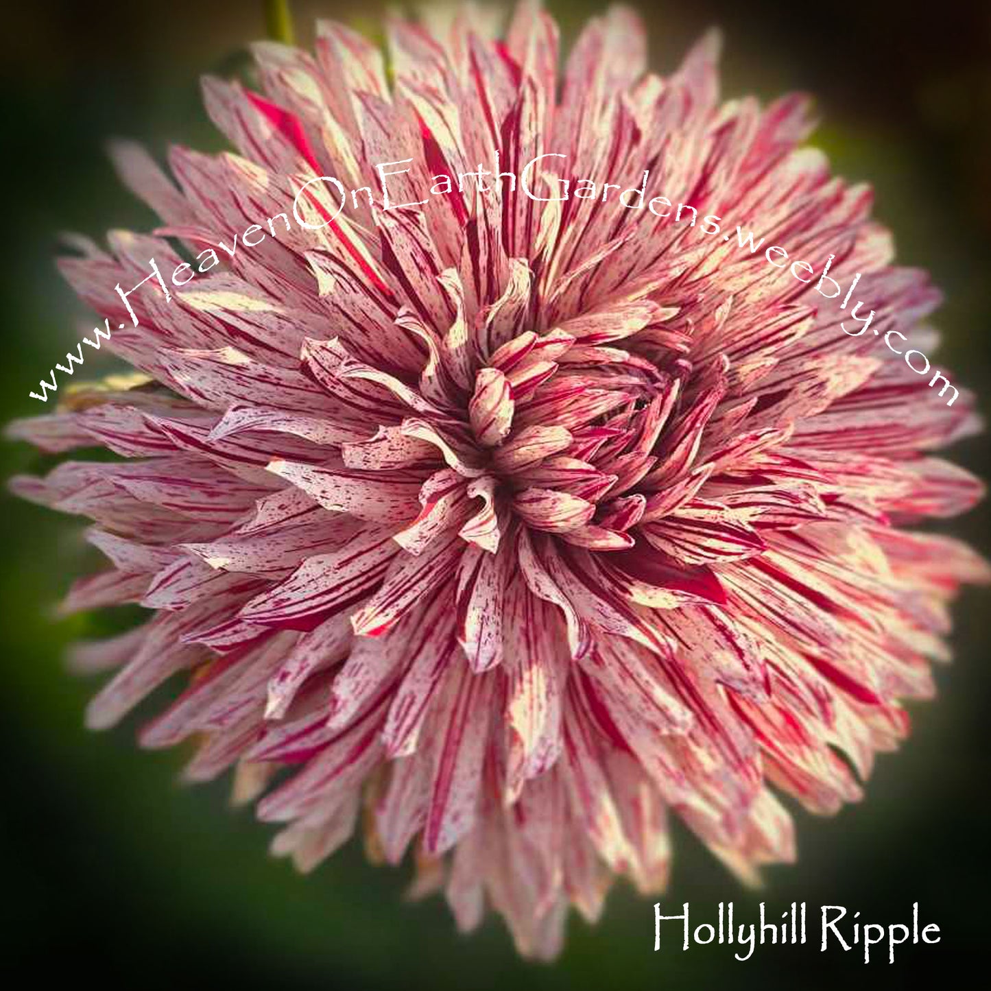 Hollyhill Ripple