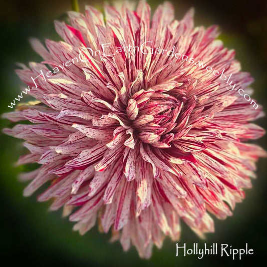 Hollyhill Ripple