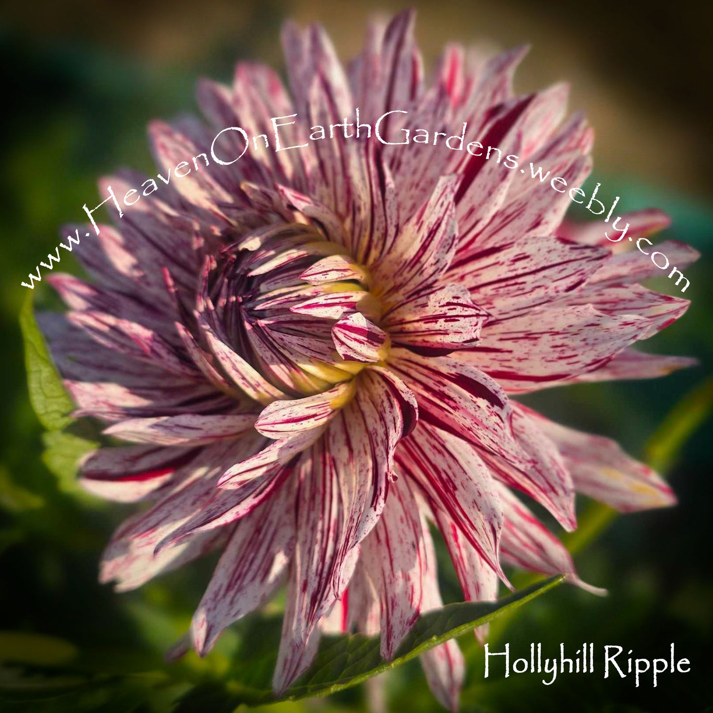 Hollyhill Ripple