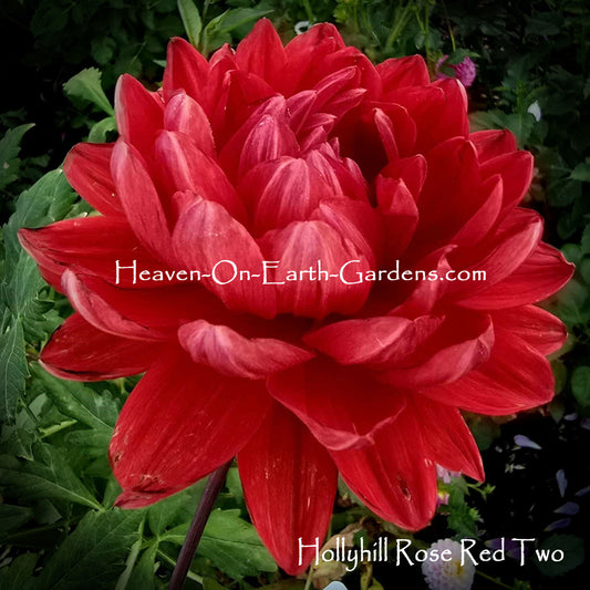 Hollyhill Rose Red Two