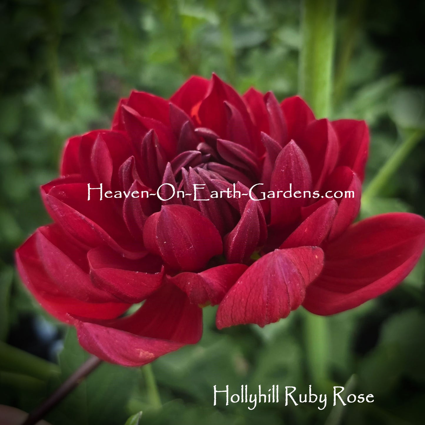 Hollyhill Ruby Rose
