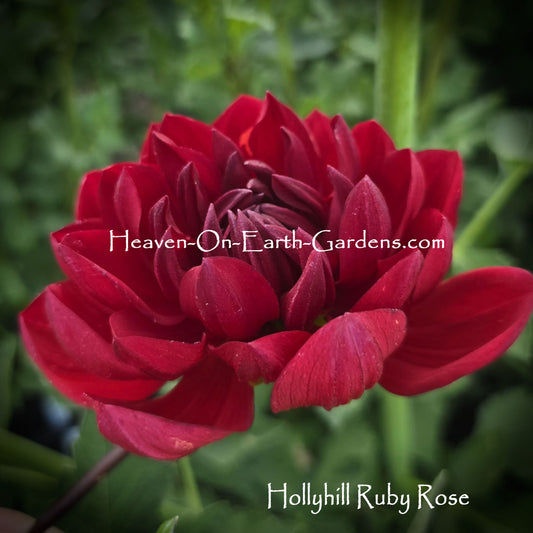 Hollyhill Ruby Rose