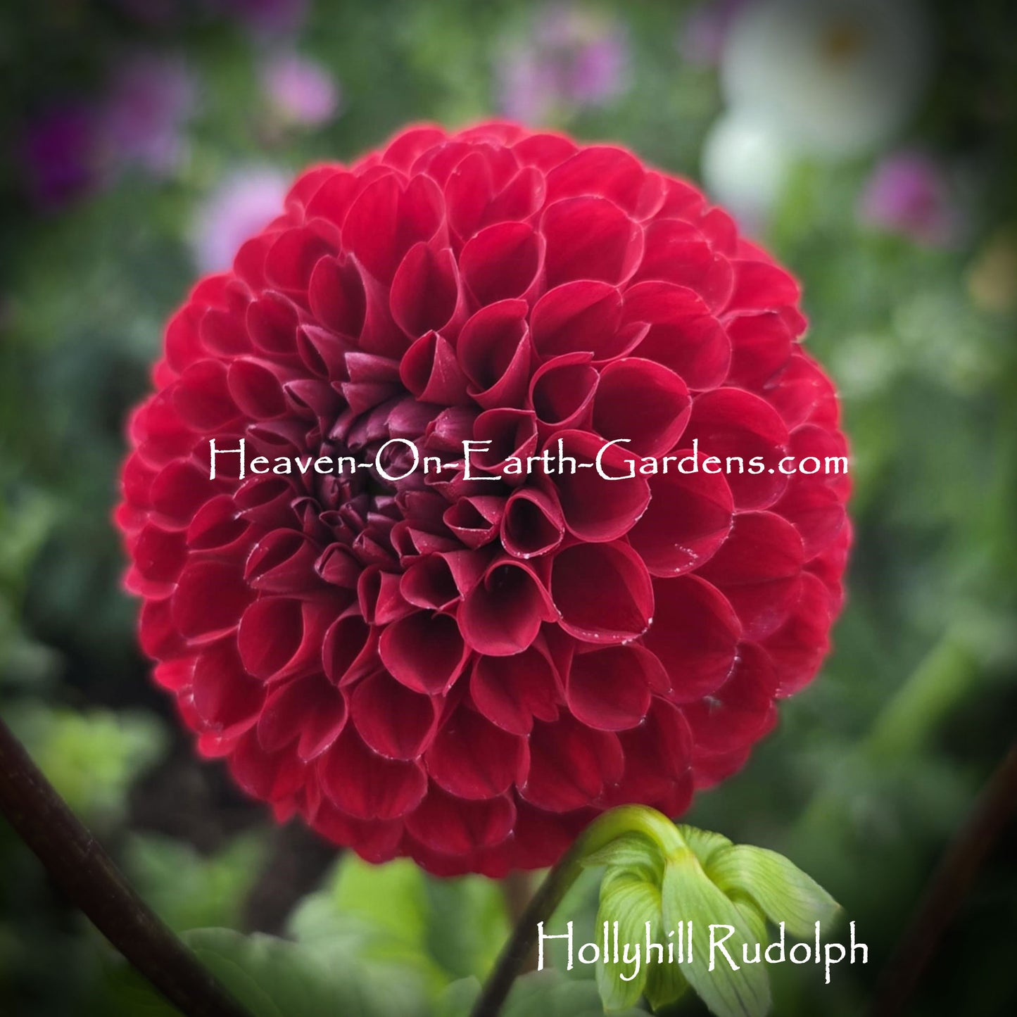 Hollyhill Rudolph