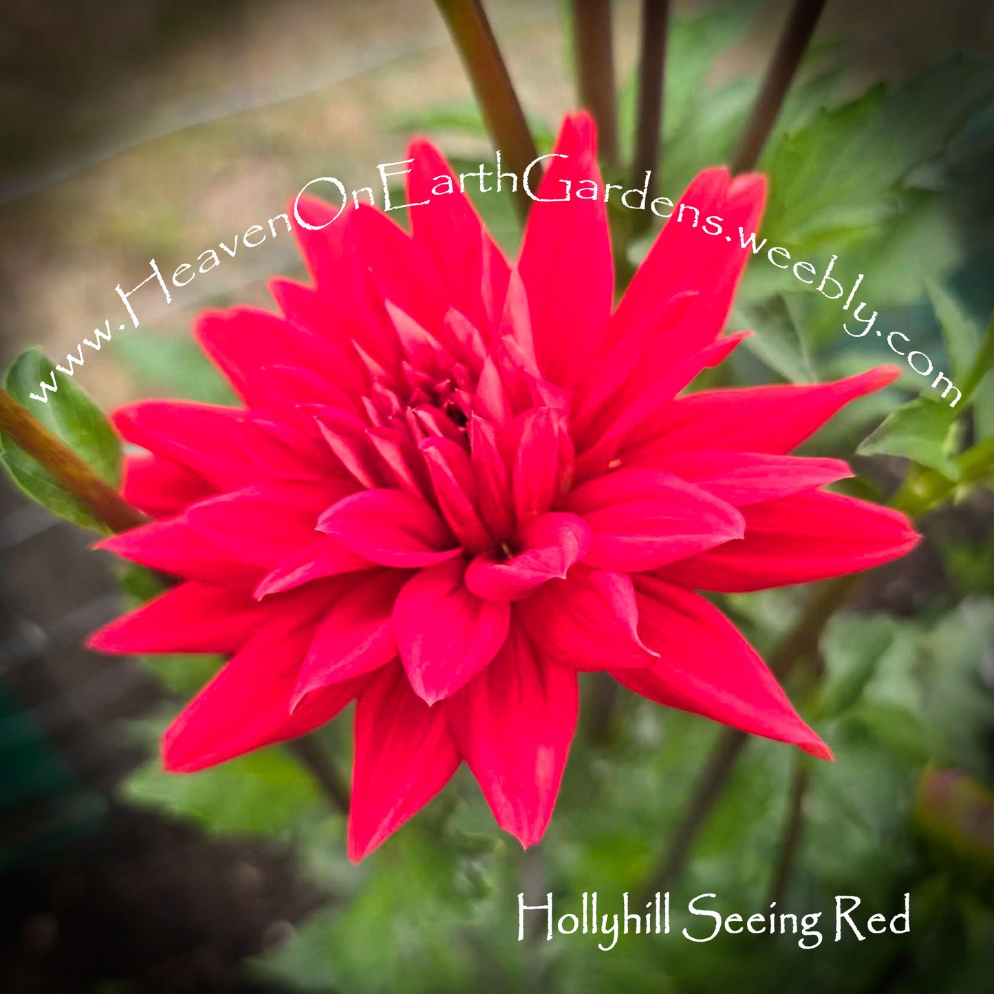 Hollyhill Seeing Red