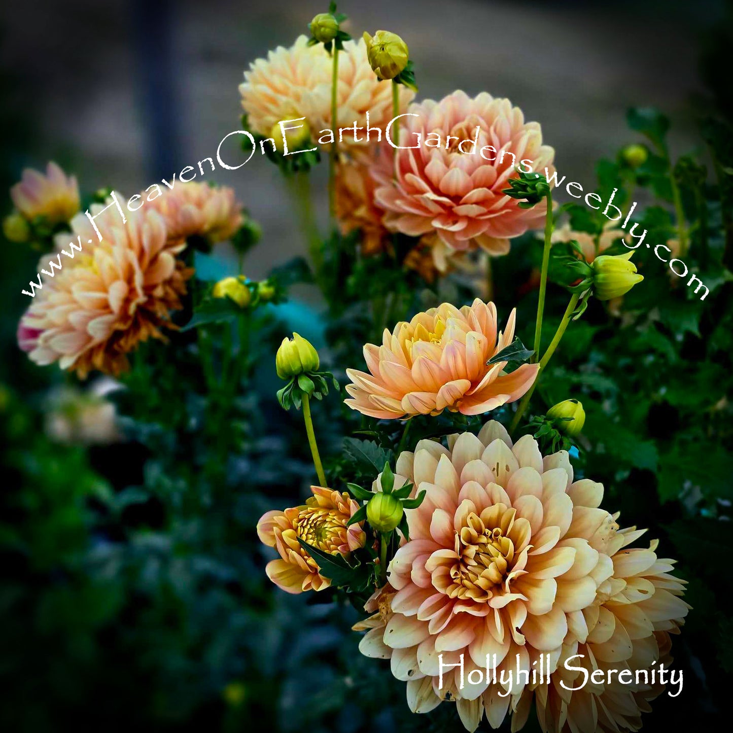 Hollyhill Serenity
