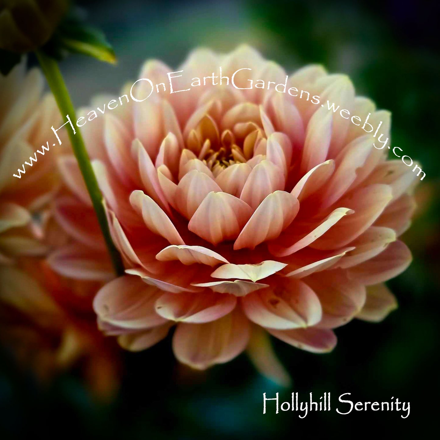Hollyhill Serenity