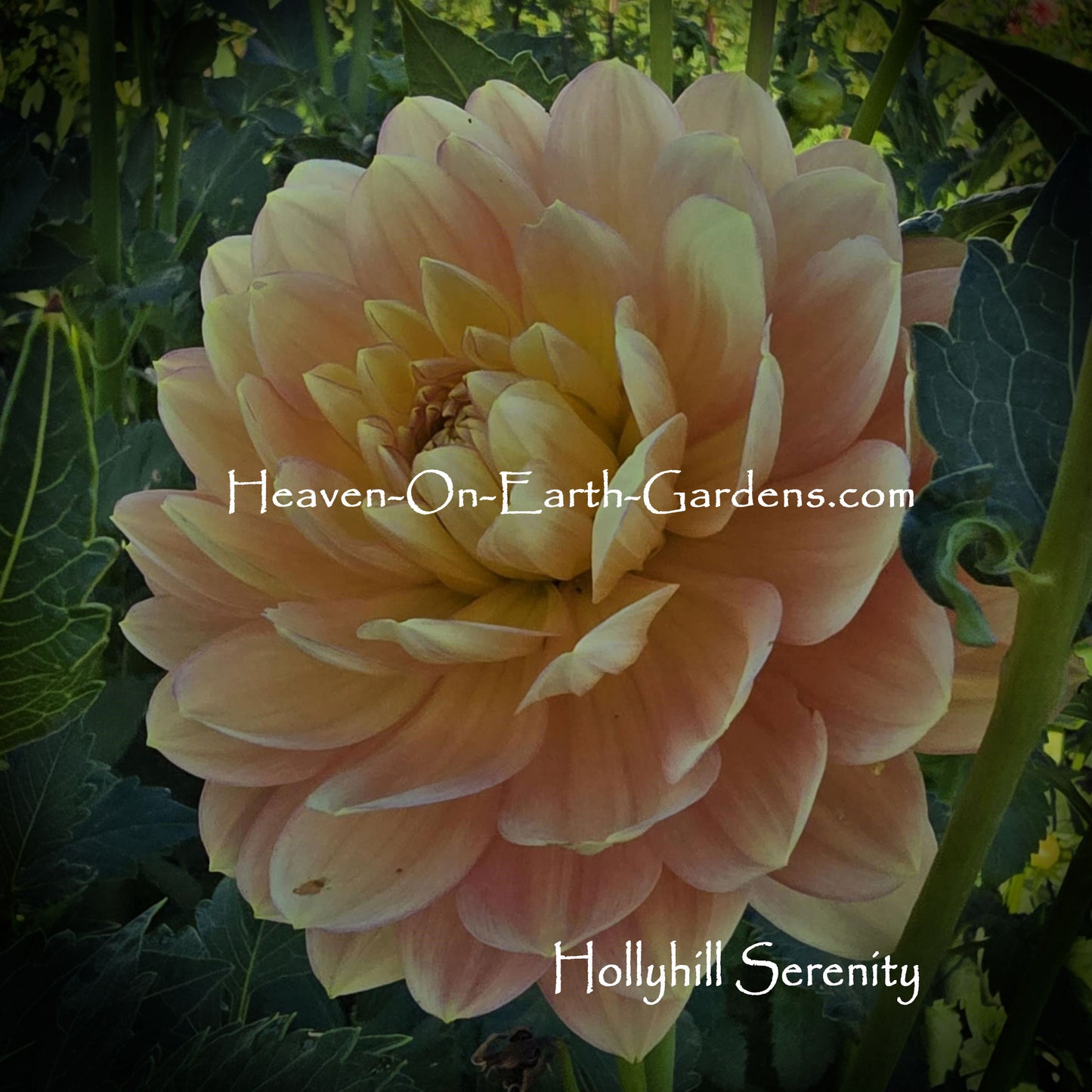 Hollyhill Serenity