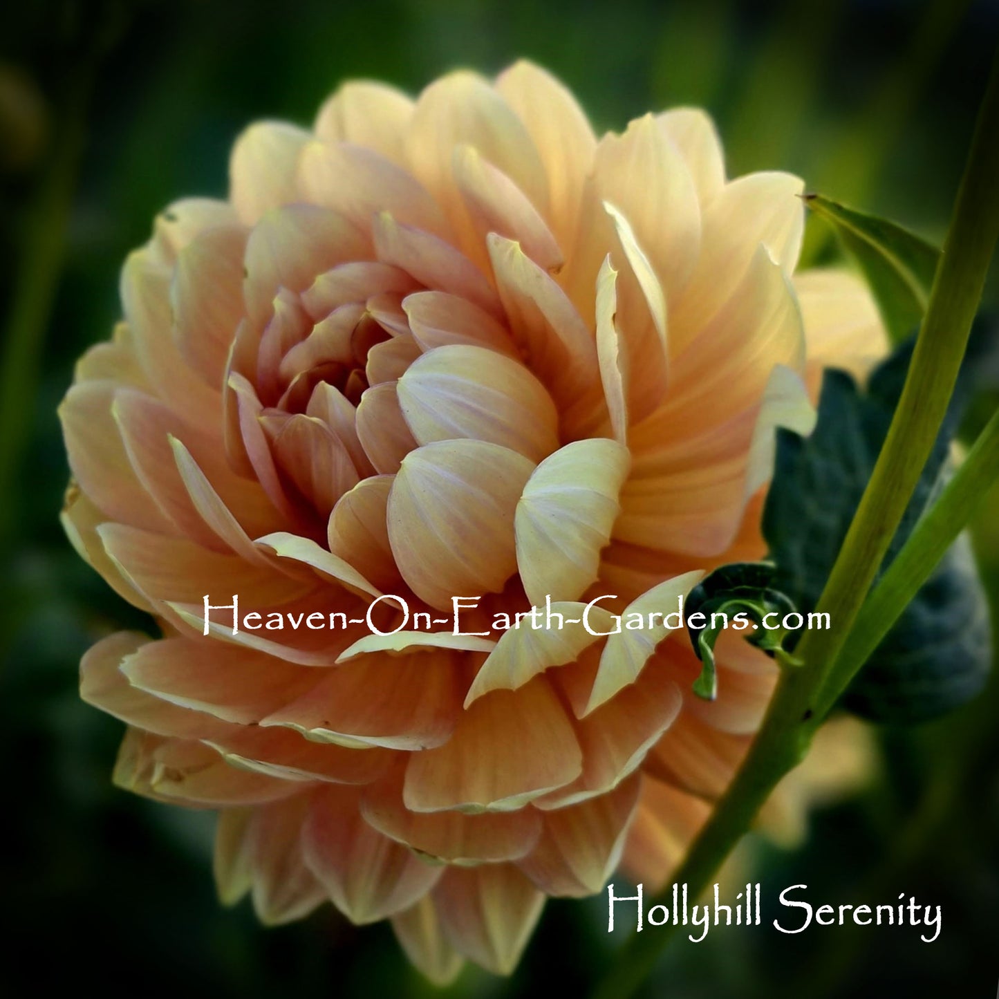 Hollyhill Serenity
