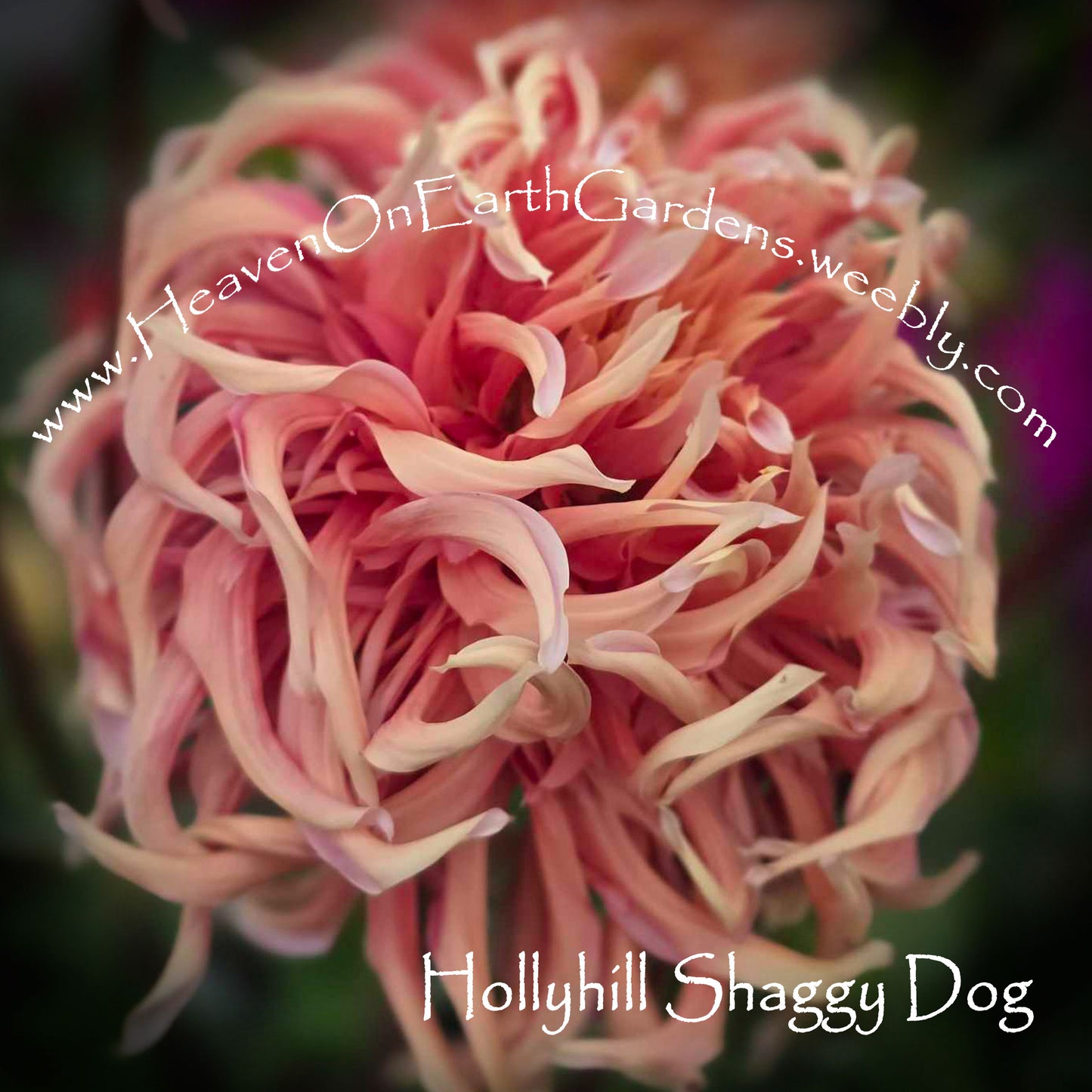 Hollyhill Shaggy Dog