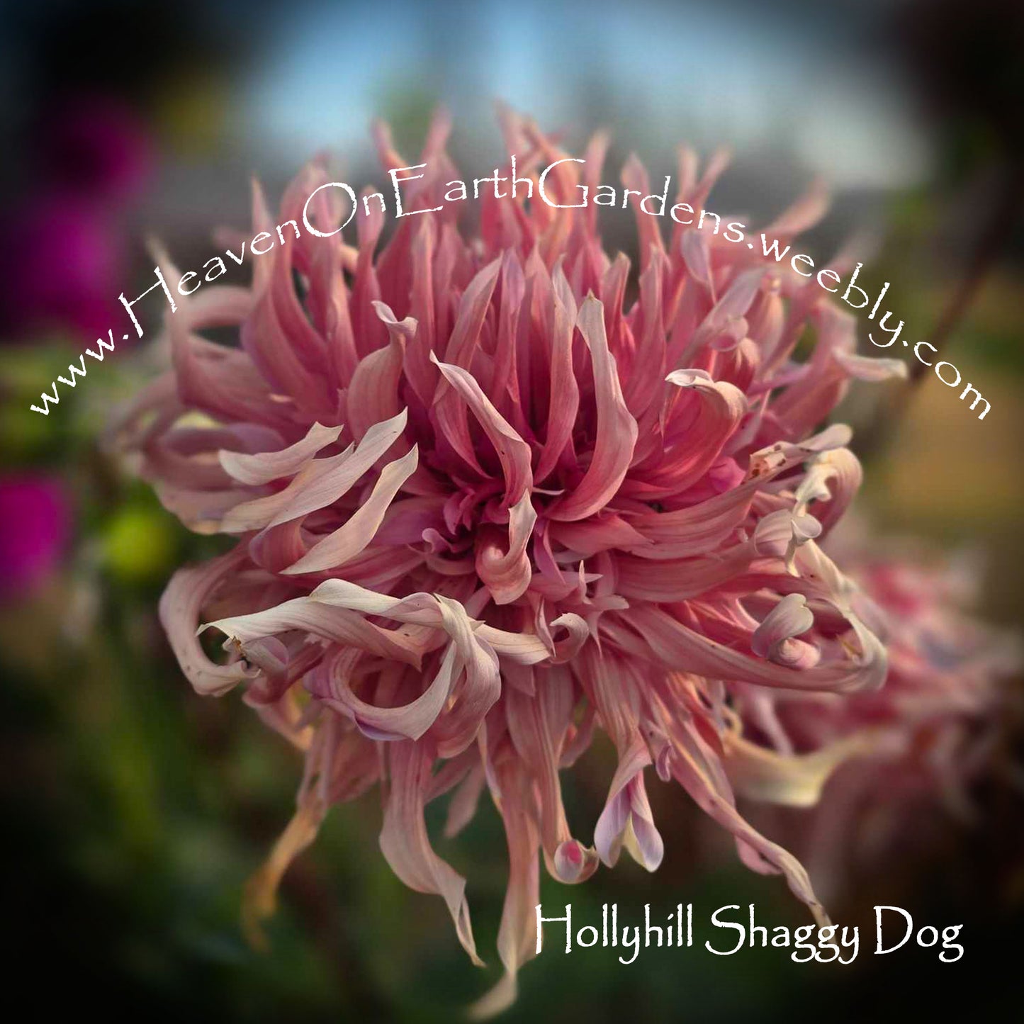 Hollyhill Shaggy Dog