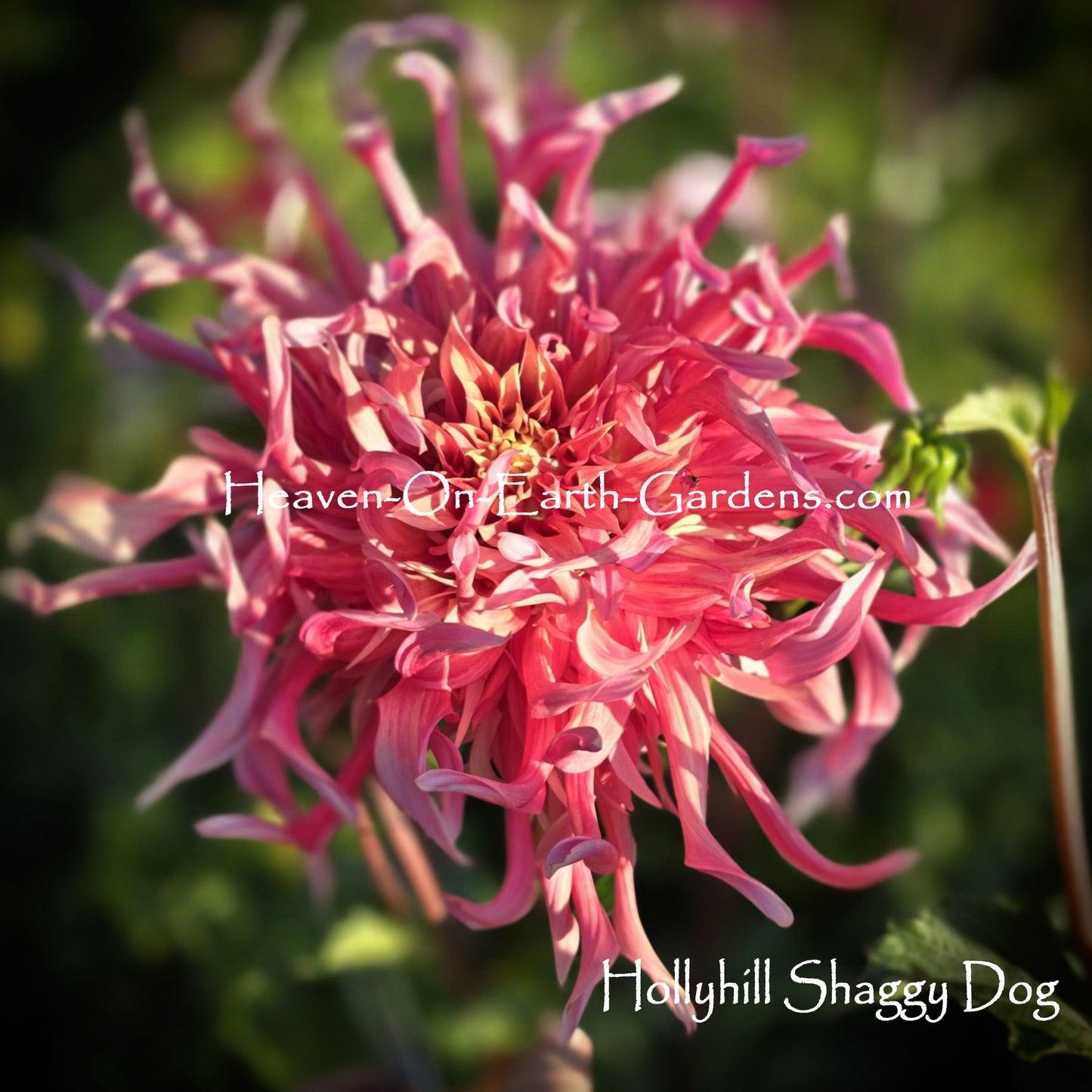 Hollyhill Shaggy Dog