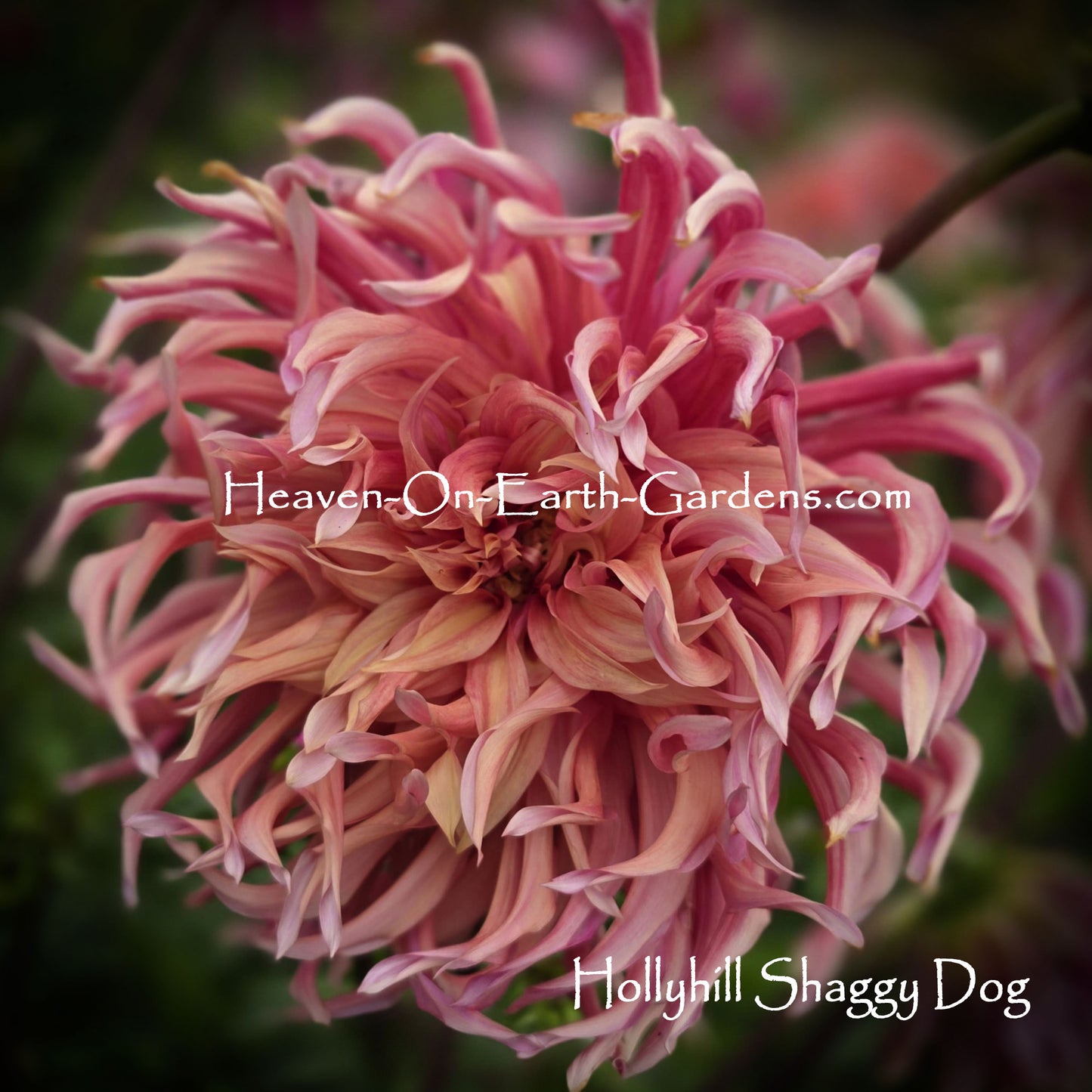Hollyhill Shaggy Dog