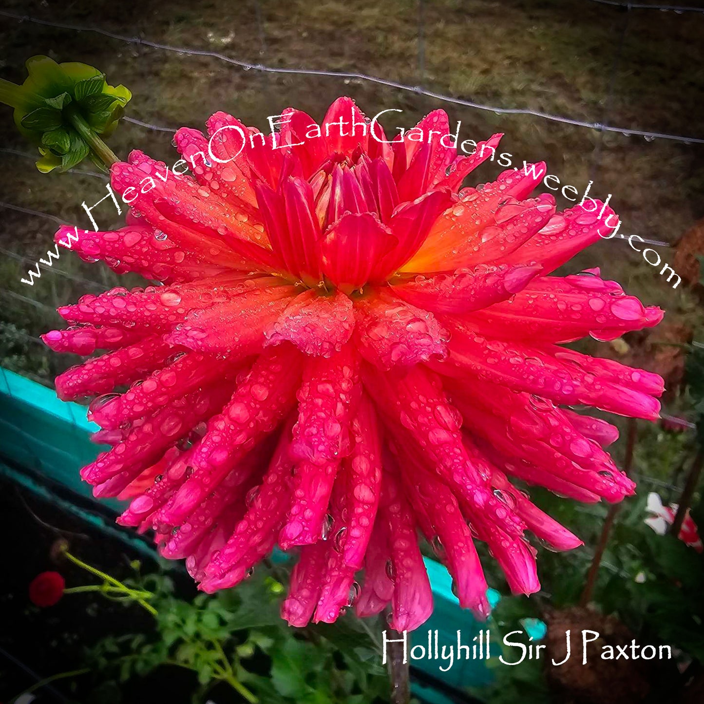 Hollyhill Sir J Paxton