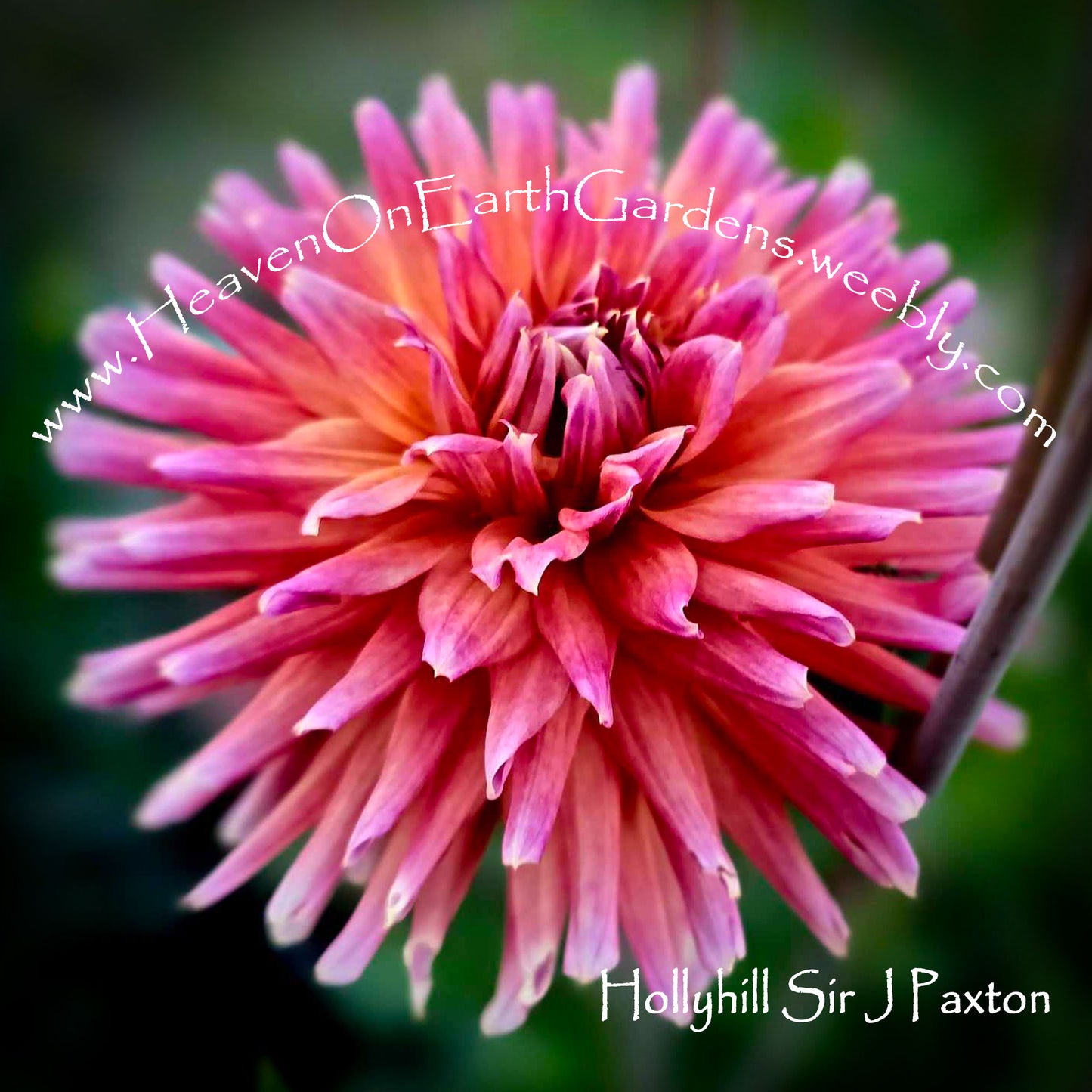 Hollyhill Sir J Paxton