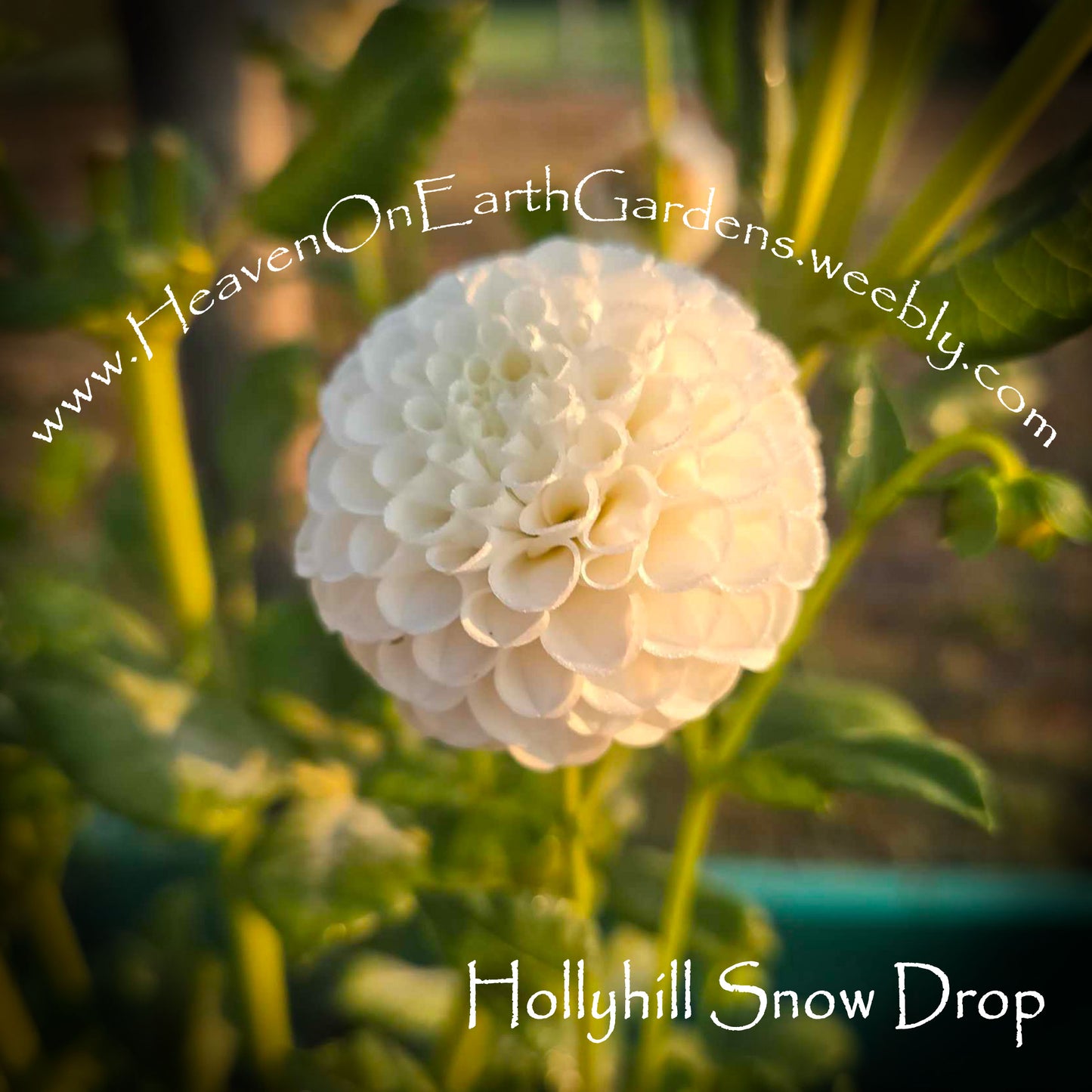 Hollyhill Snow Drop