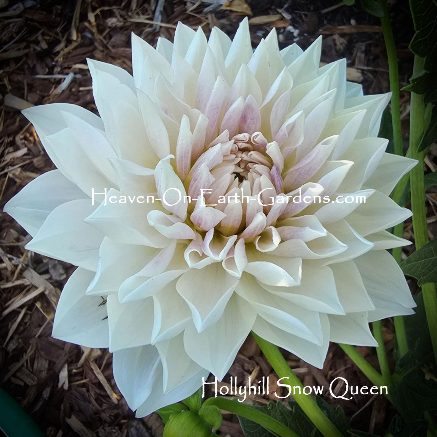 Hollyhill Snow Queen