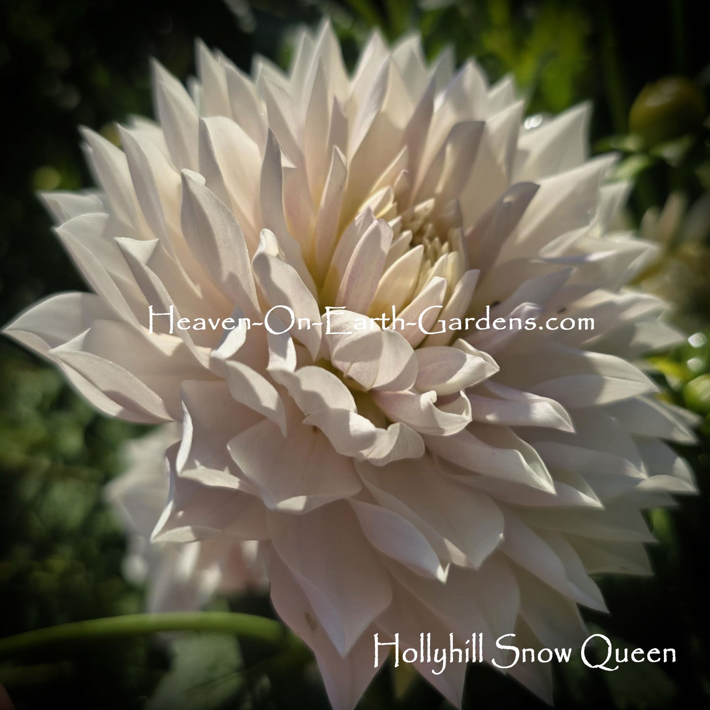 Hollyhill Snow Queen