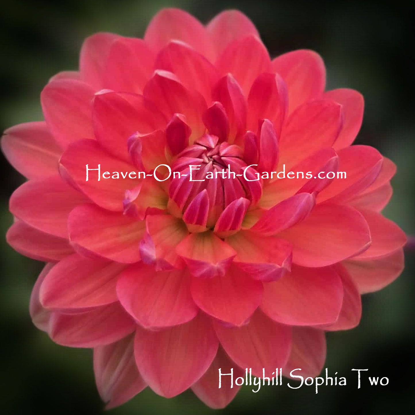 Hollyhill Sophia Two