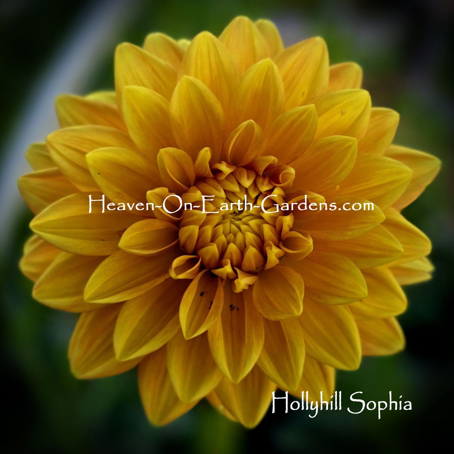 Hollyhill Sophia