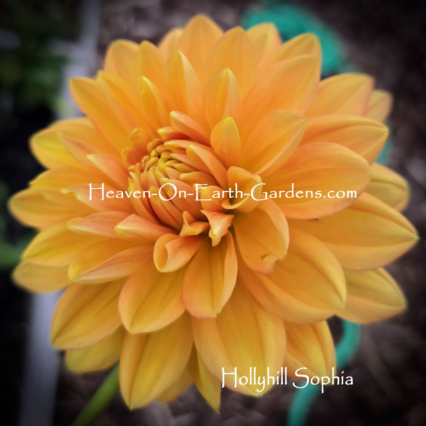 Hollyhill Sophia