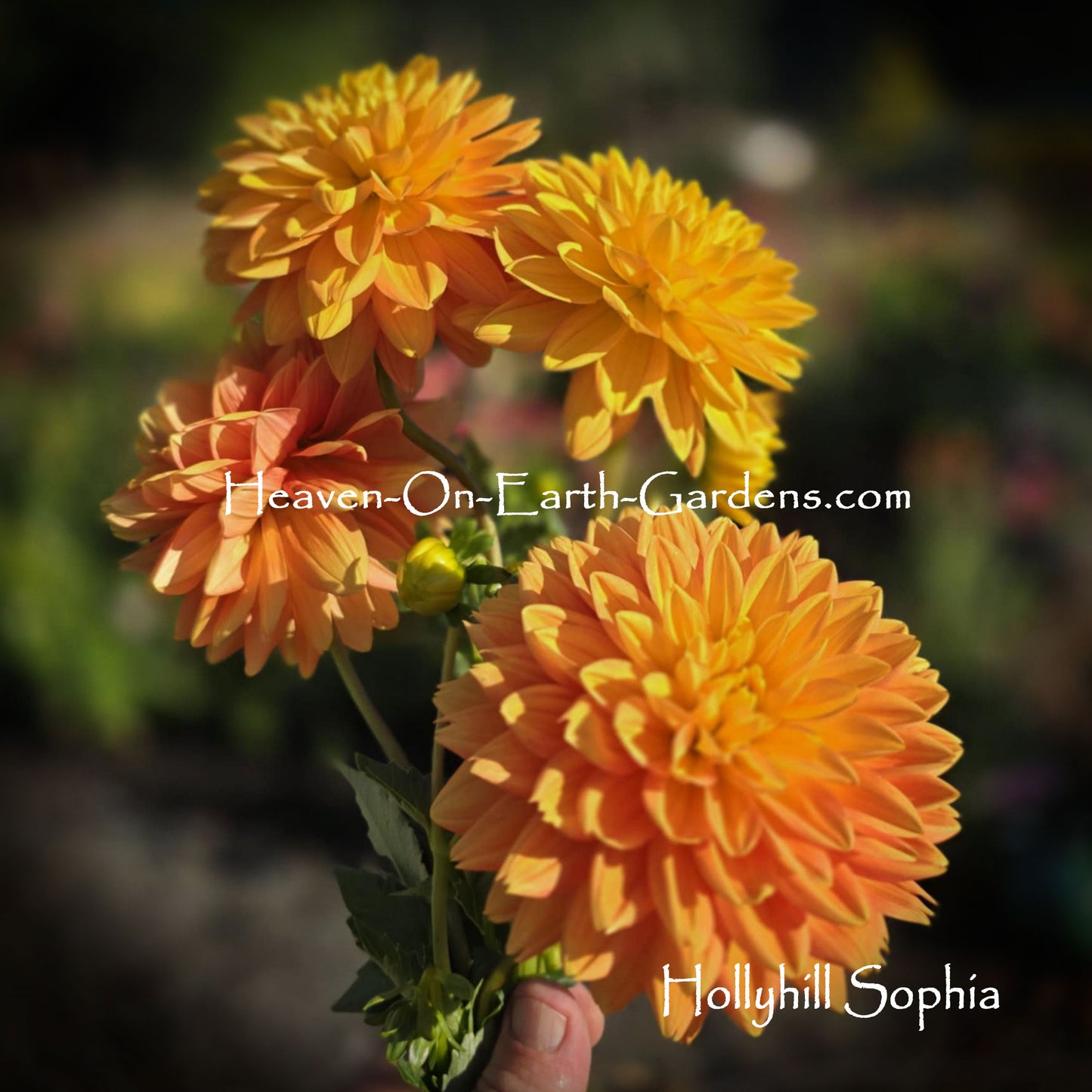 Hollyhill Sophia