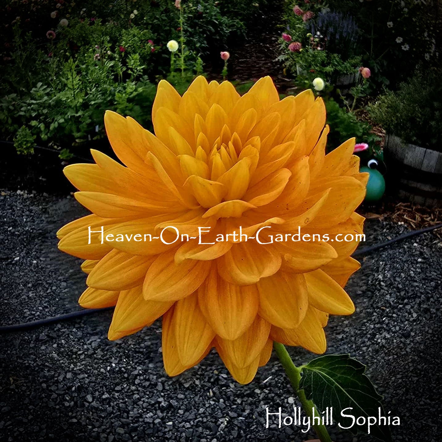 Hollyhill Sophia