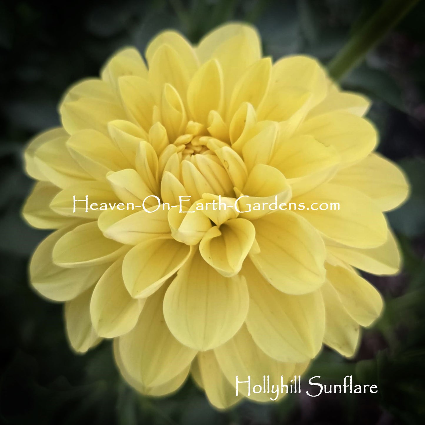 Hollyhill Sunflare