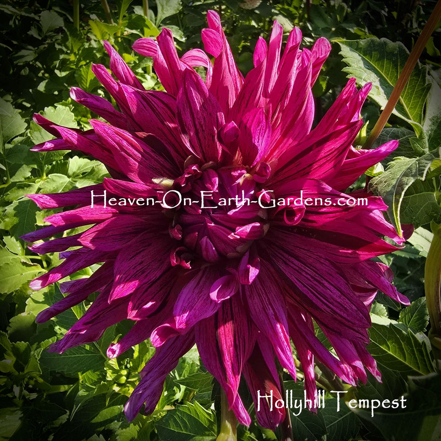 Hollyhill Tempest