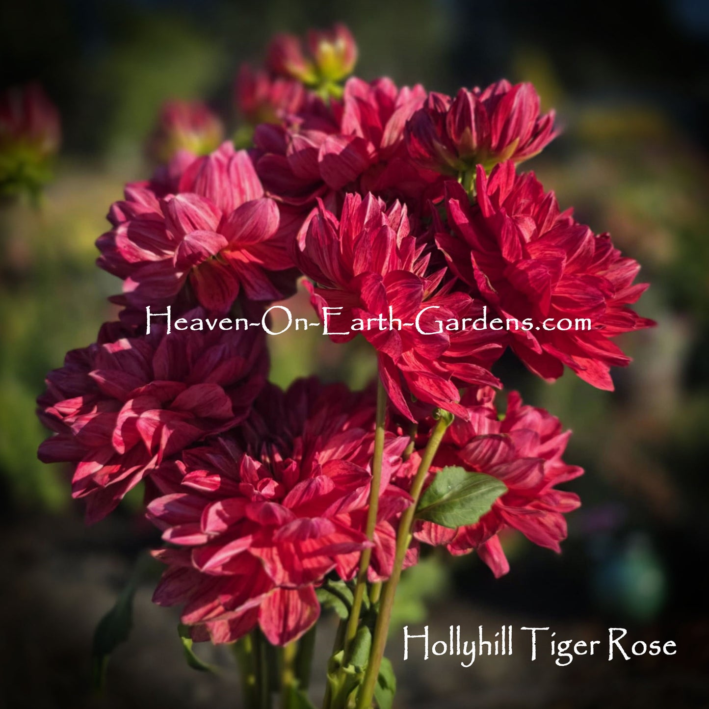 Hollyhill Tiger Rose - Red