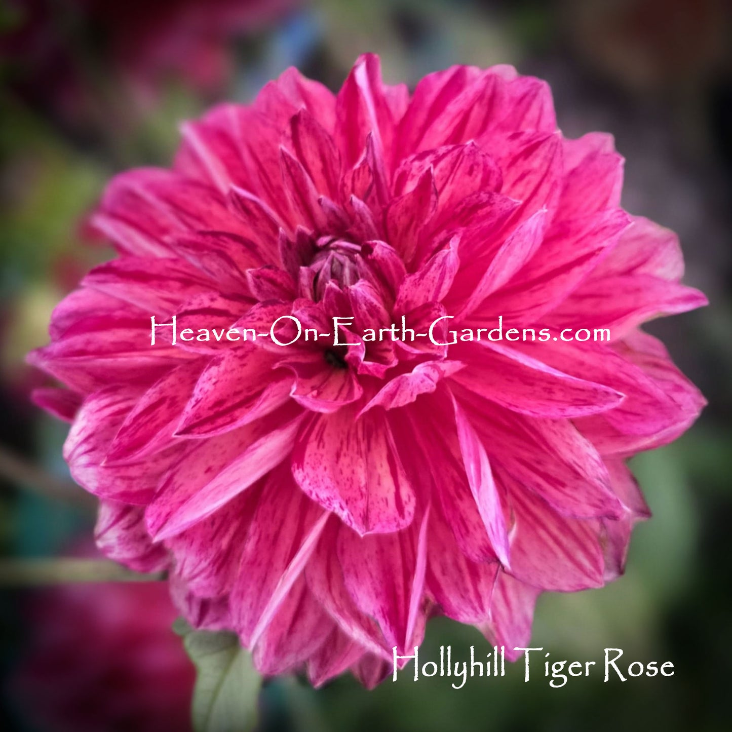 Hollyhill Tiger Rose - Red