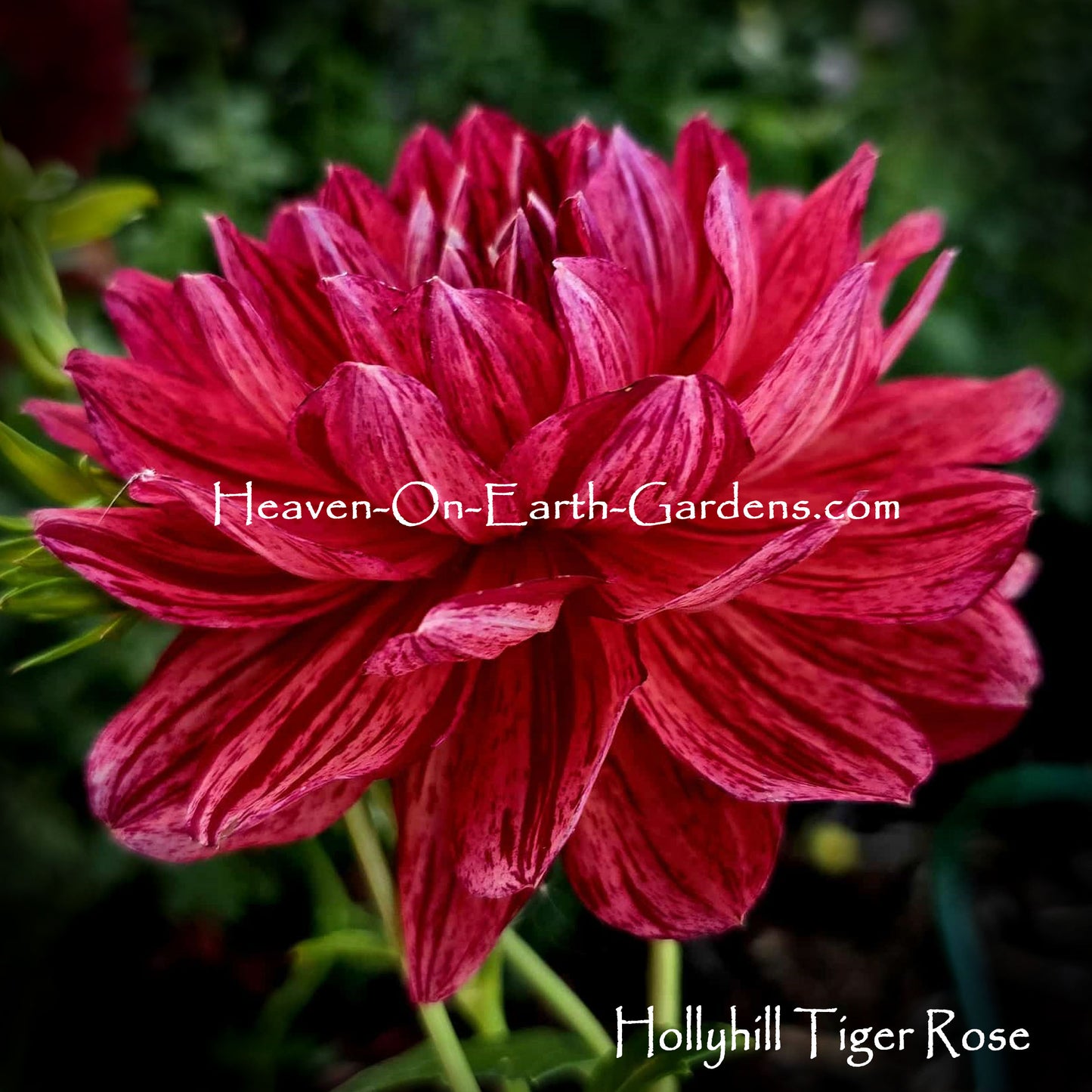 Hollyhill Tiger Rose - Red