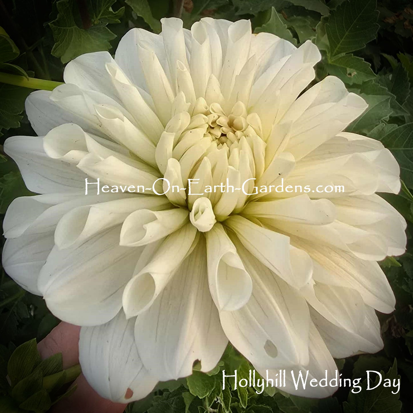 Hollyhill Wedding Day