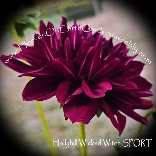 Hollyhill Wicked Witch - Solid Red