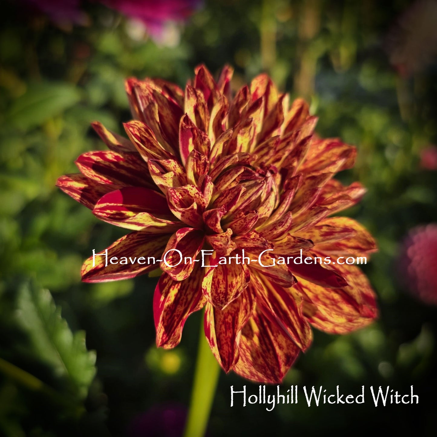 Hollyhill Wicked Witch