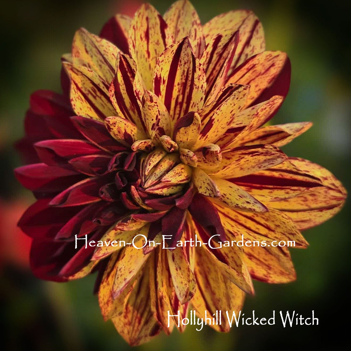 Hollyhill Wicked Witch