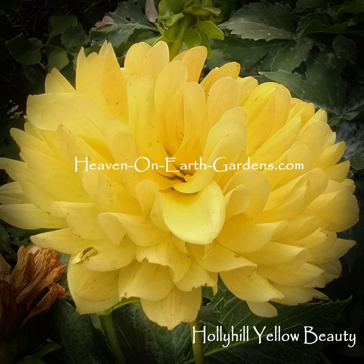 Hollyhill Yellow Beauty