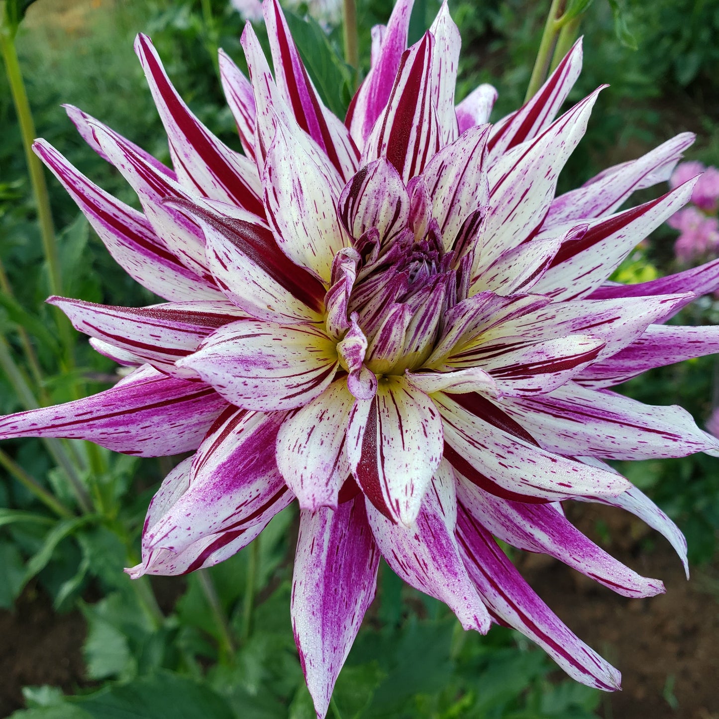 Hollyhill Exotica