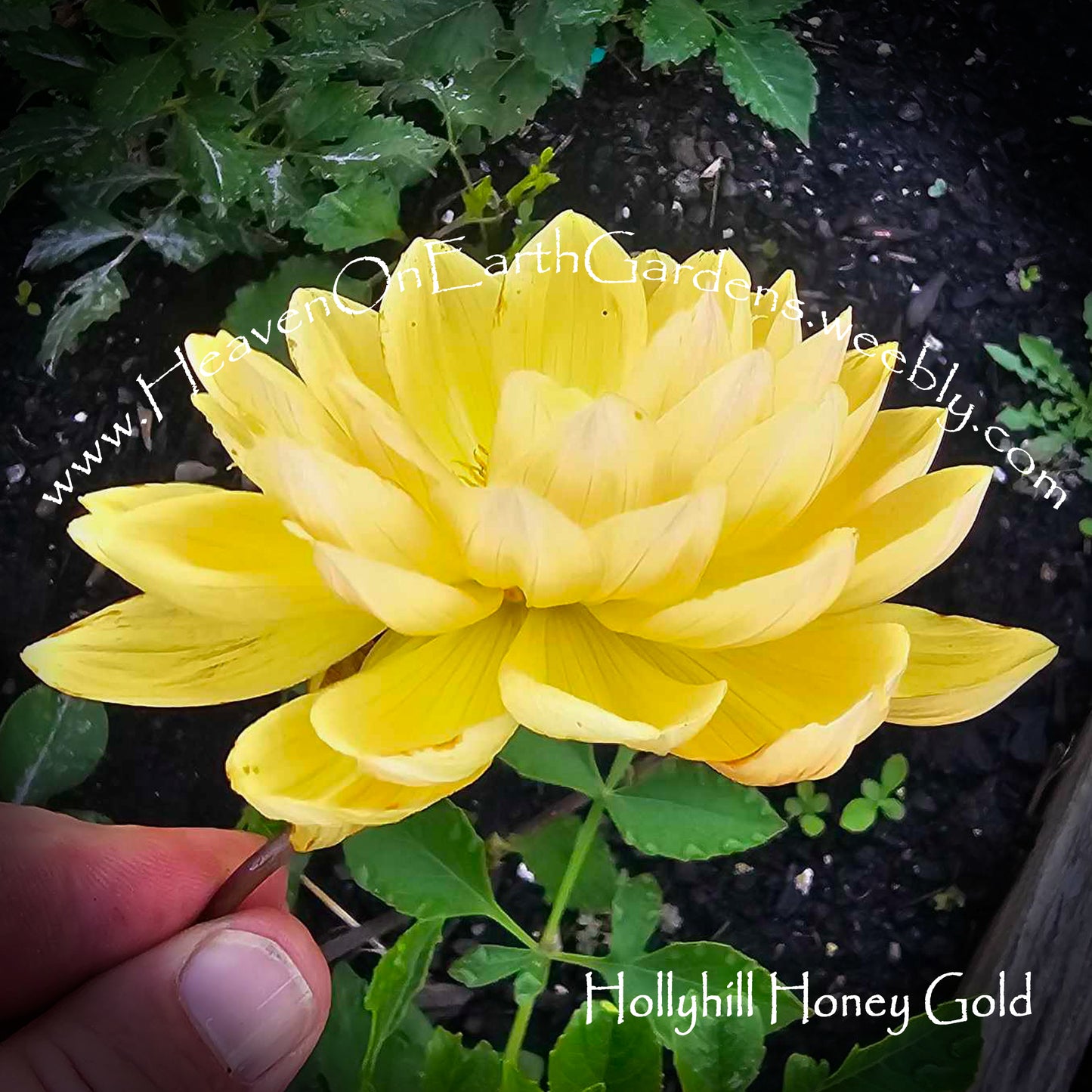 Hollyhill Honey Gold